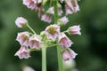 Sicilian honey garlic, Nectaroscordum tripedale, close-up